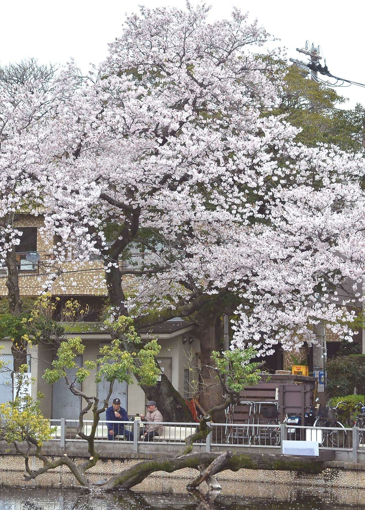 031-035ohanami_tsuriba_cs6 (1)_1
