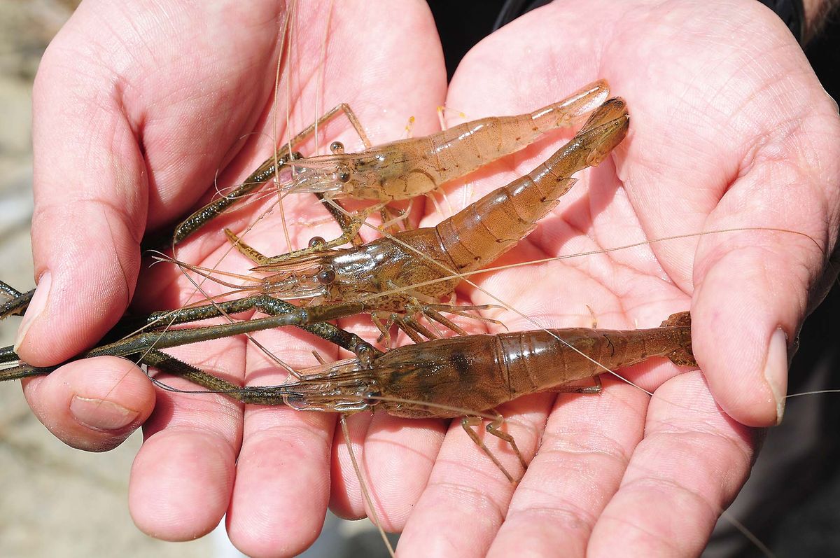 【テナガエビの釣り方】ハイシーズンにはこのサイズも