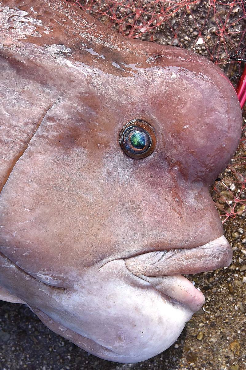 コブダイ釣り 伝統釣法カブセ釣りで漁港のモンスターと勝負 魚種別釣りガイド