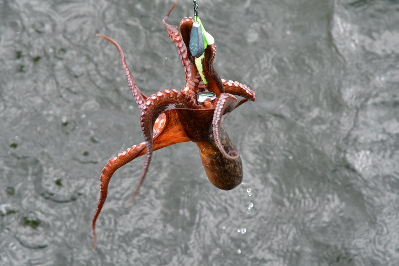 【東京湾の餌木タコ(エギタコ)入門】タコが飛んだ!!