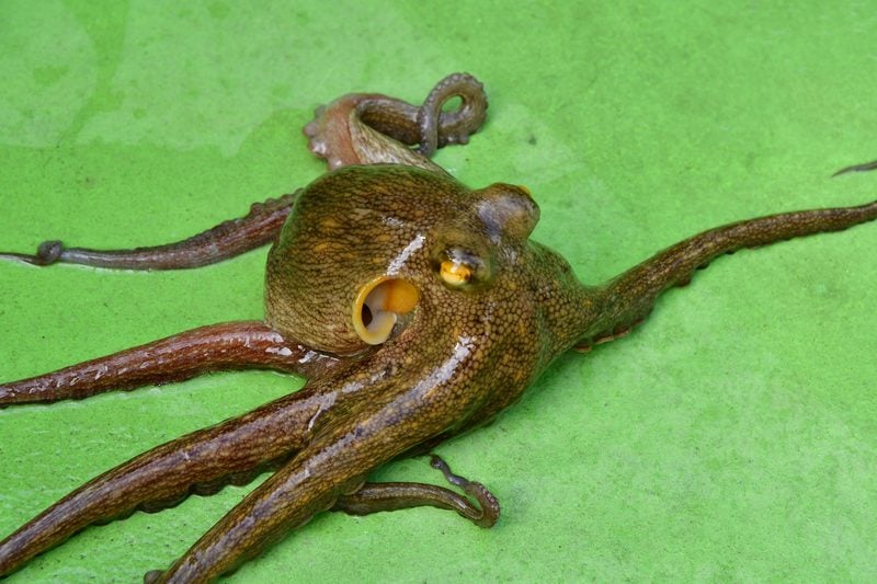 【東京湾の餌木タコ(エギタコ)入門】釣られたマダコ