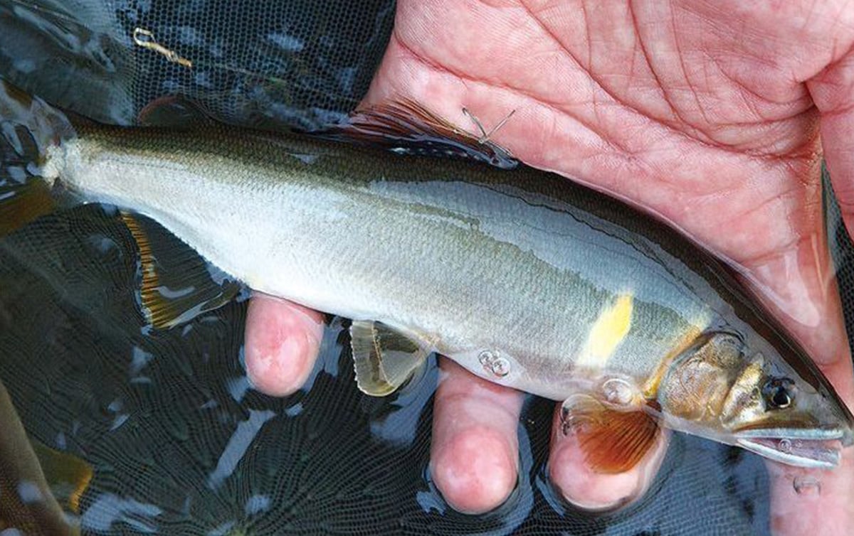 アユ釣りステップアップ／加藤達士さんに学ぶ混雑河川で釣果を伸ばす方法 :第3回