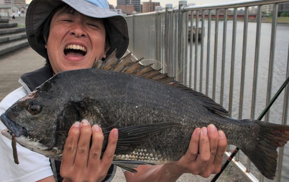 川クロダイの落し込み釣りに初挑戦 魚種別釣りガイド