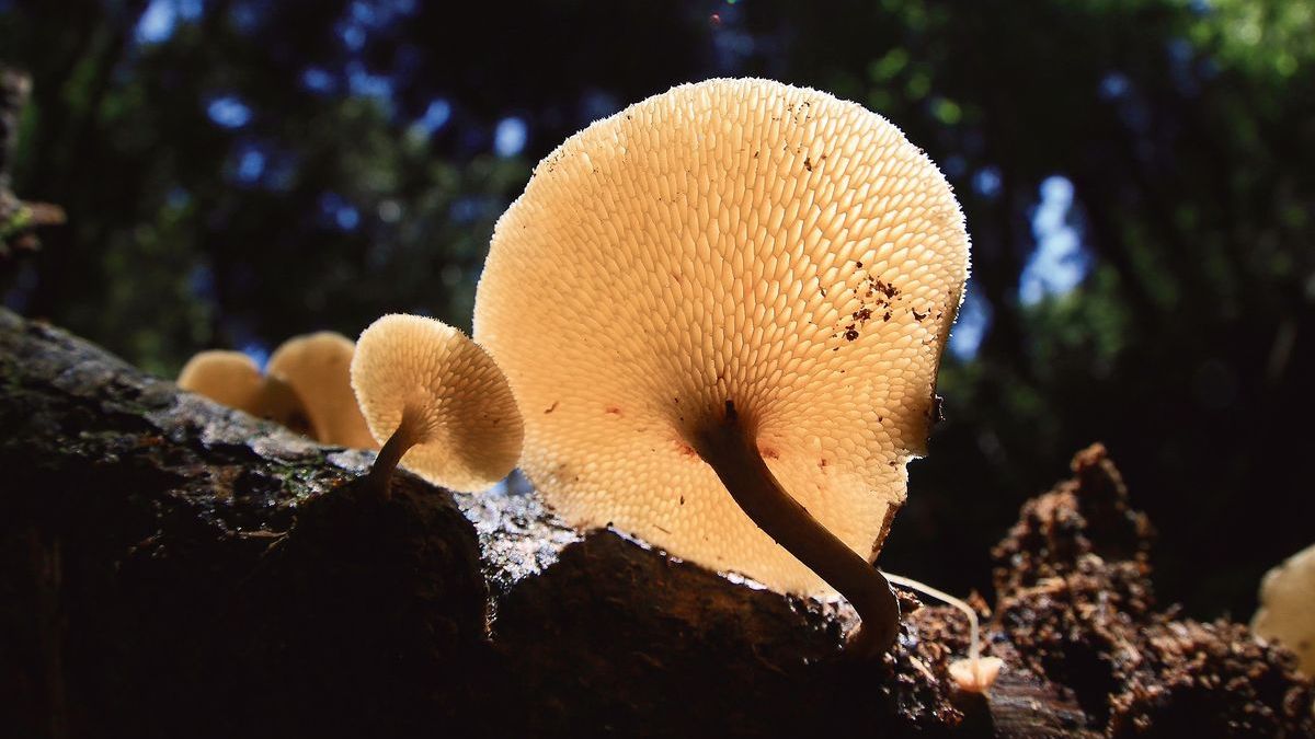 道端から奥山まで。採って食べて楽しむキノコとの生活はいかが？ 中編