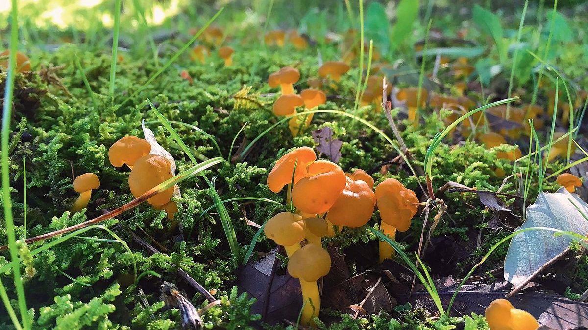 道端から奥山まで。採って食べて楽しむキノコとの生活はいかが？ 前編