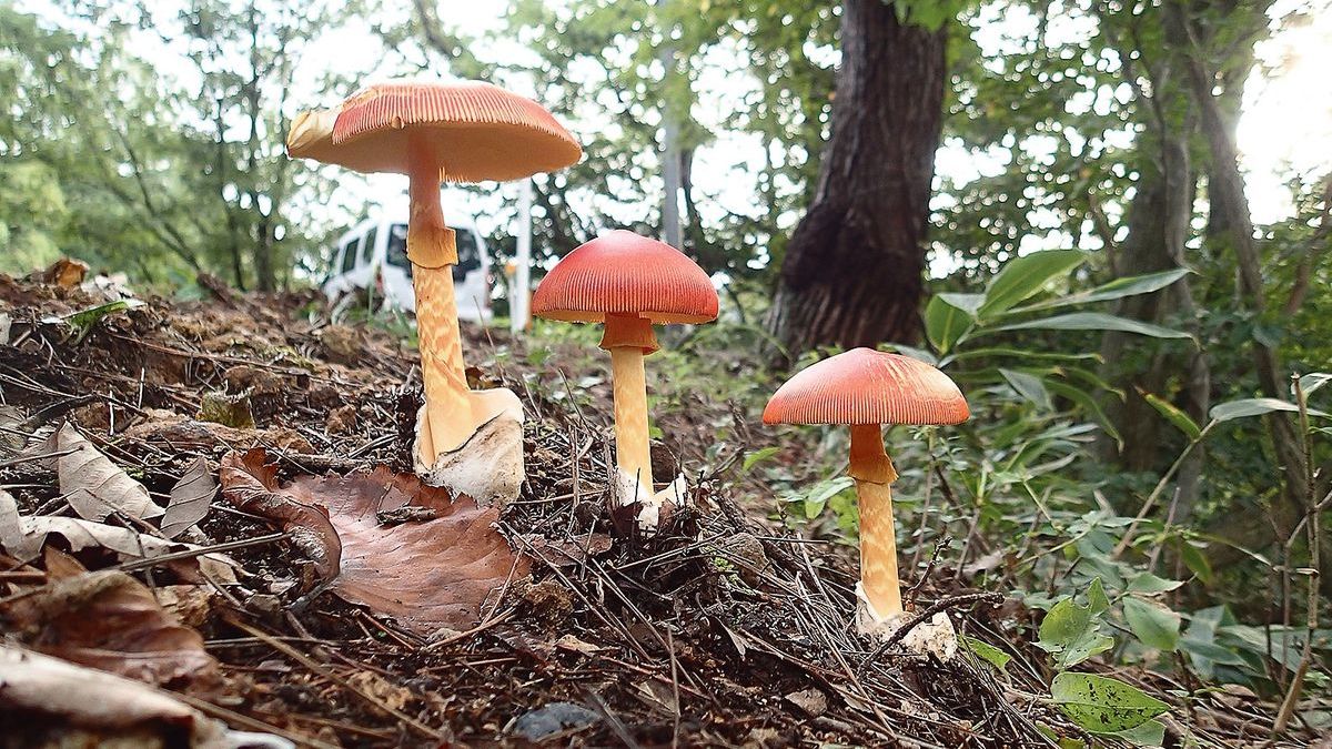 道端から奥山まで。採って食べて楽しむキノコとの生活はいかが？ 後編