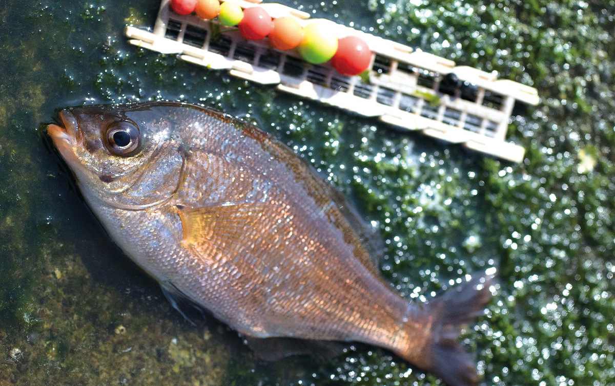 ウミタナゴ釣り 春の小磯でアタリ頻発 ノベザオdeウミタナゴのススメ 魚種別釣りガイド
