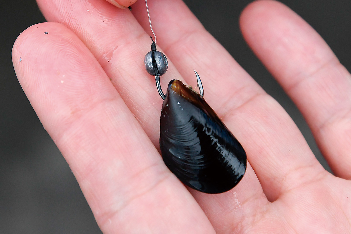 イガイの付け方1