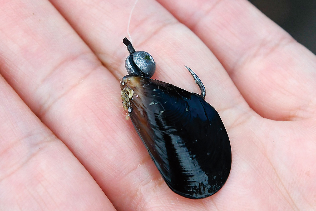 イガイの付け方2