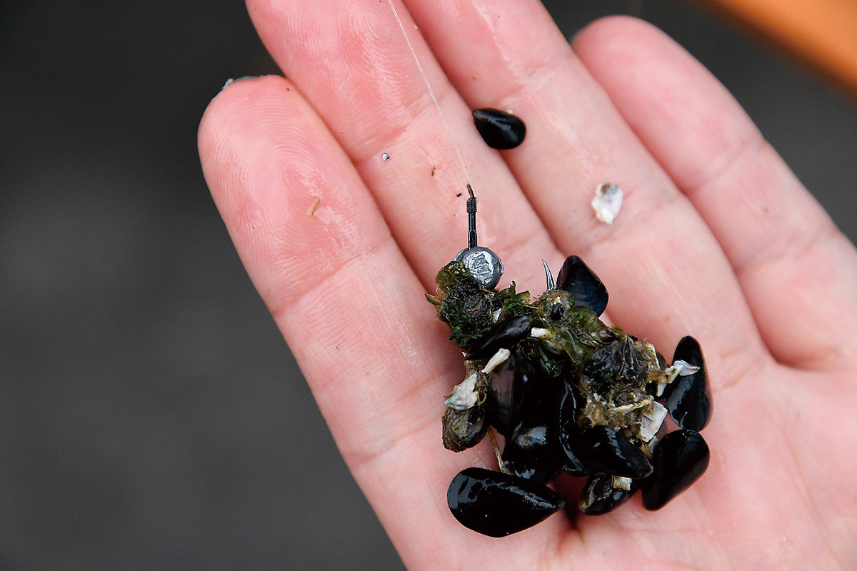 イガイの付け方3