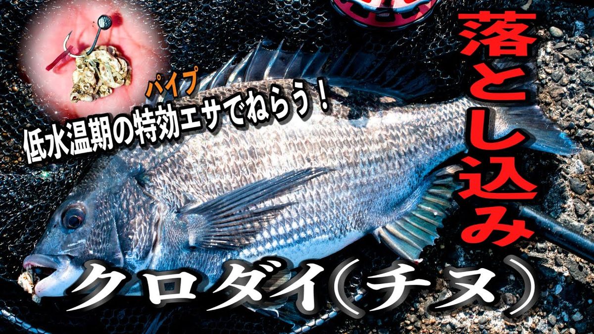 動画で見る 低水温期の特効エサ パイプでねらう 落とし込みクロダイ チヌ 魚種別釣りガイド
