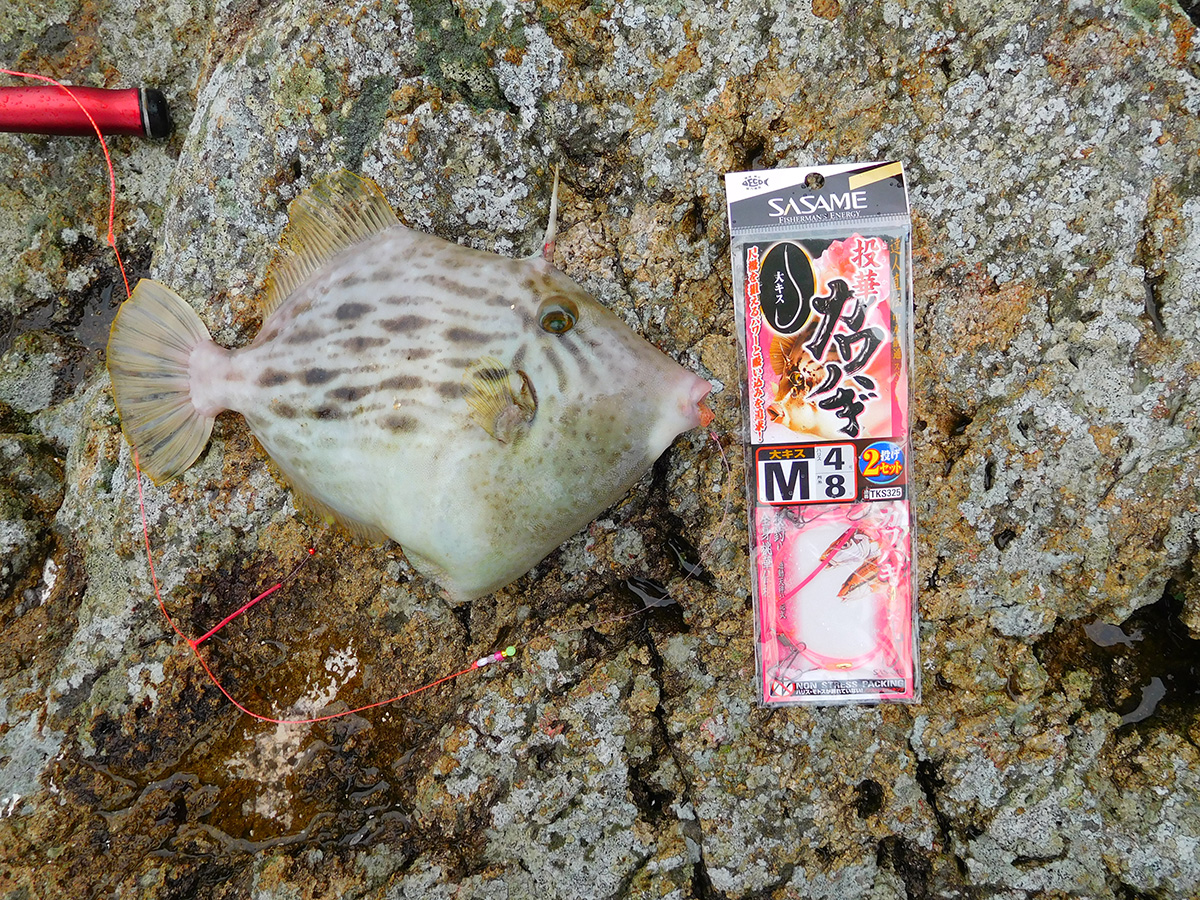 カワハギ専用仕掛け