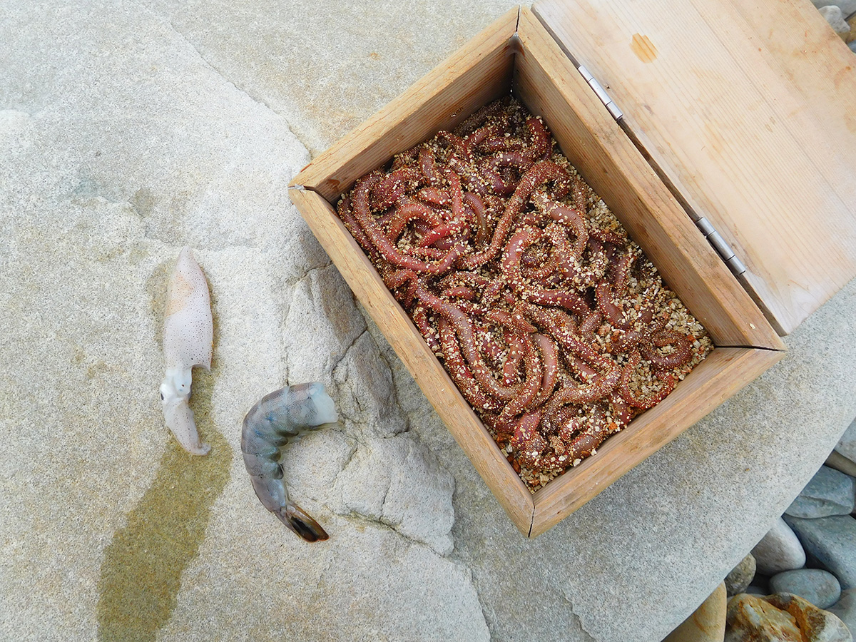 カワハギのエサ