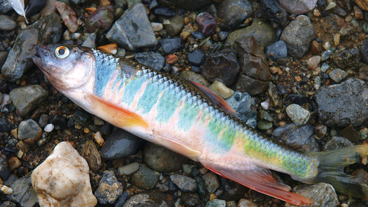 秋の小川で出会える小魚 後編 魚種別釣りガイド