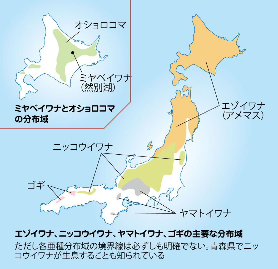 日本のイワナの分布図