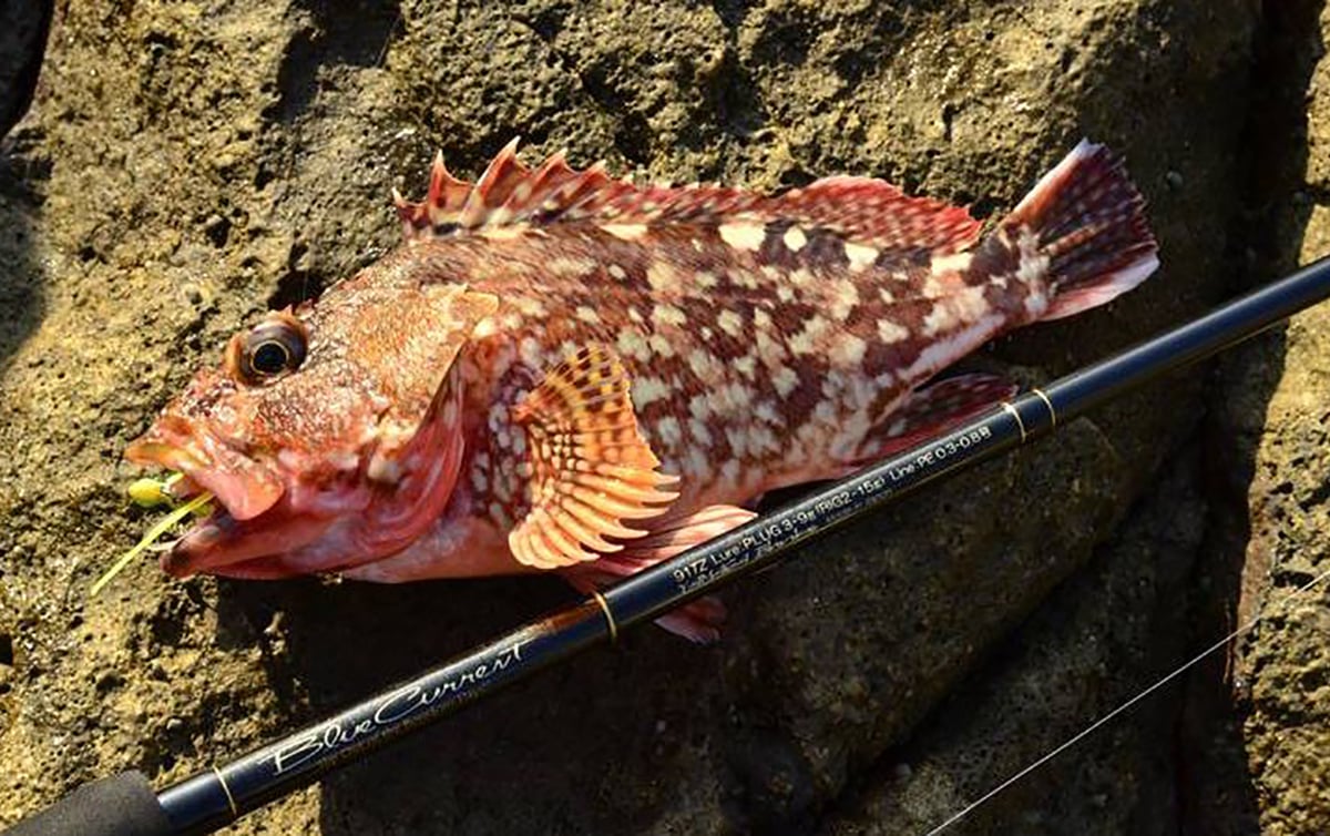 カサゴの釣り方とタックル ルアーの選び方 魚種別釣りガイド