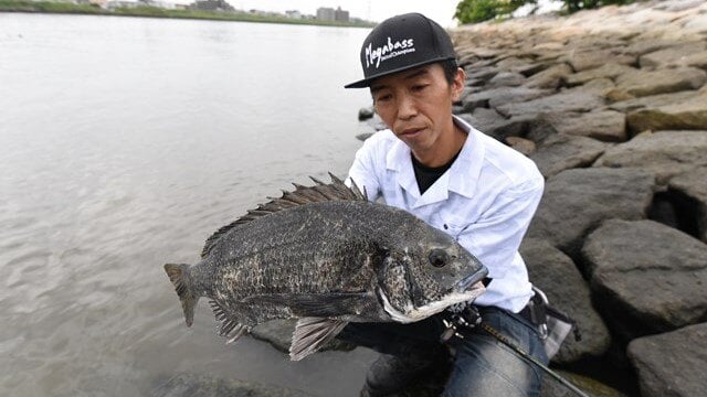 東京湾奥のクロダイが水面を割る時