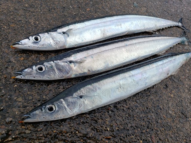 オホーツク海沿岸の漁港に接岸したサンマ
