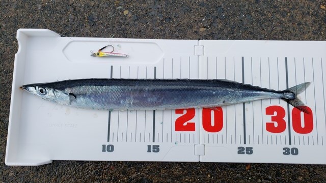 北海道】サンマの釣り方│釣果を伸ばすコツなど解説 | undefined