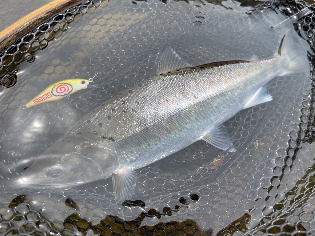 昨年の4月下旬に手にした35cm。この日はサツキマスと呼んでもよい遡上体型の尺上が1日に3尾もヒットしたという