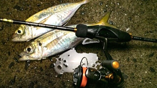 アジングで釣れたアジ