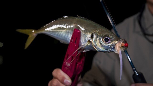 大分県のアジングポイント大入島で魚を釣るコツ