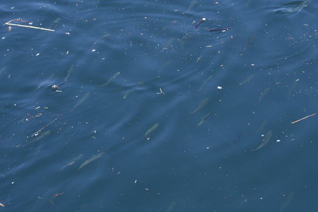 足もとの海面に群れるアジやサバなどのベイト