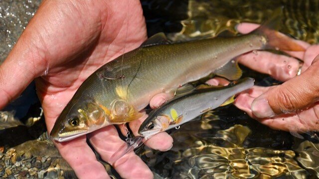 岐阜県／飛騨川水系白川　アユルアーで竿抜けポイントを狙う方法