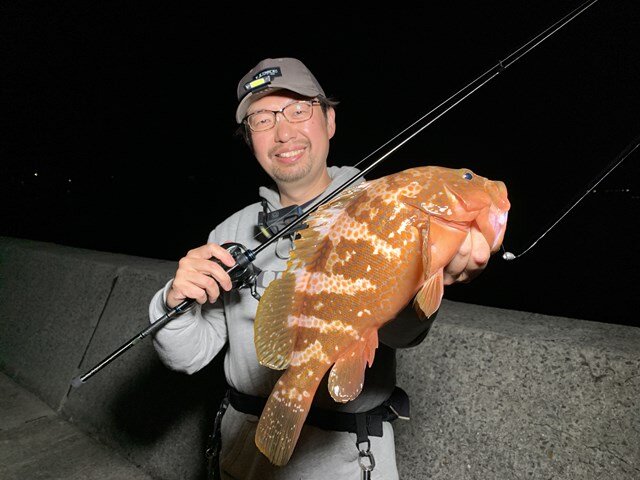 夜の上浦港で釣れた40cmオーバーのアコウ
