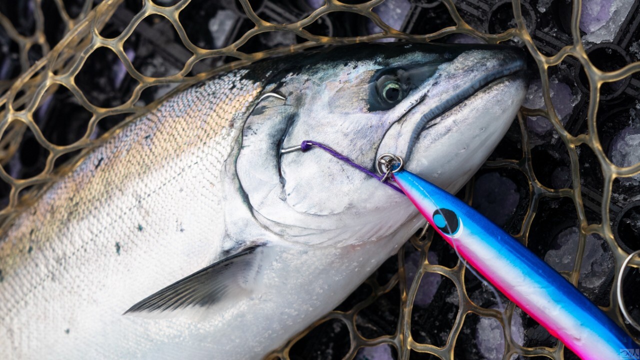 ウロコジグでキャッチしたサクラマス