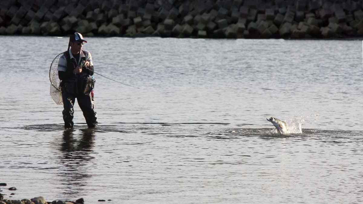 シーバスロッドおすすめ人気ランキング選 長さや硬さの選び方も解説 魚種別釣りガイド