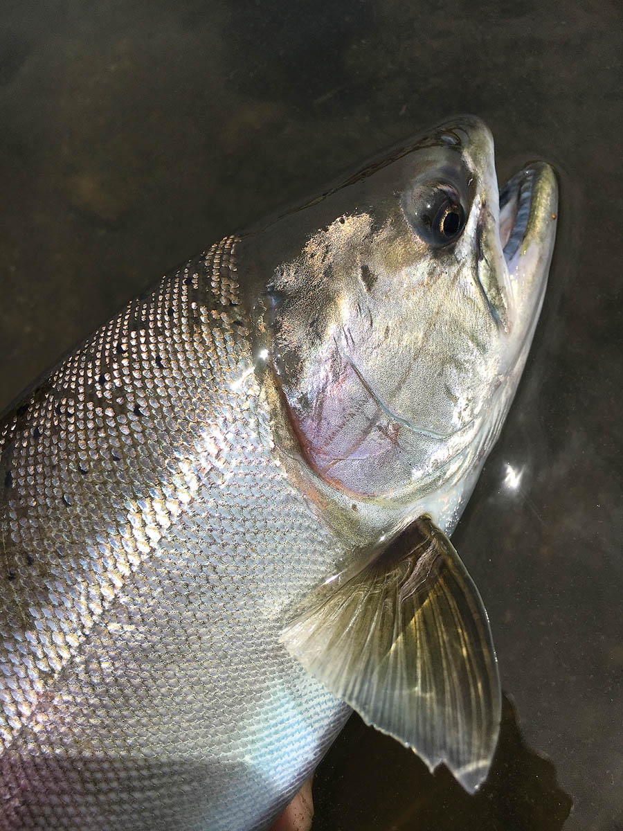 鬼怒川の大ヤマメ