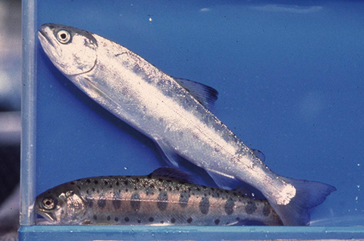 銀毛したスモルトとパー