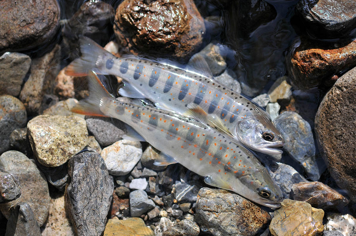 ヤマメとアマゴの違い