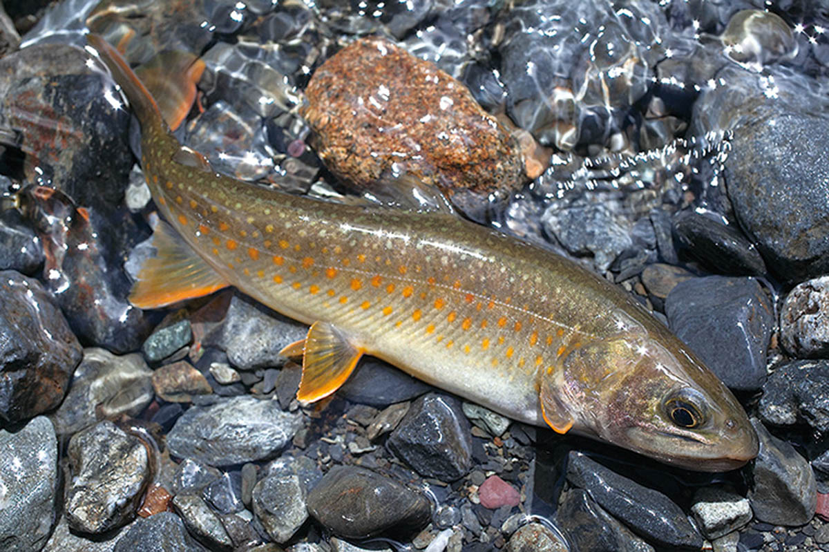 ニッコウイワナ