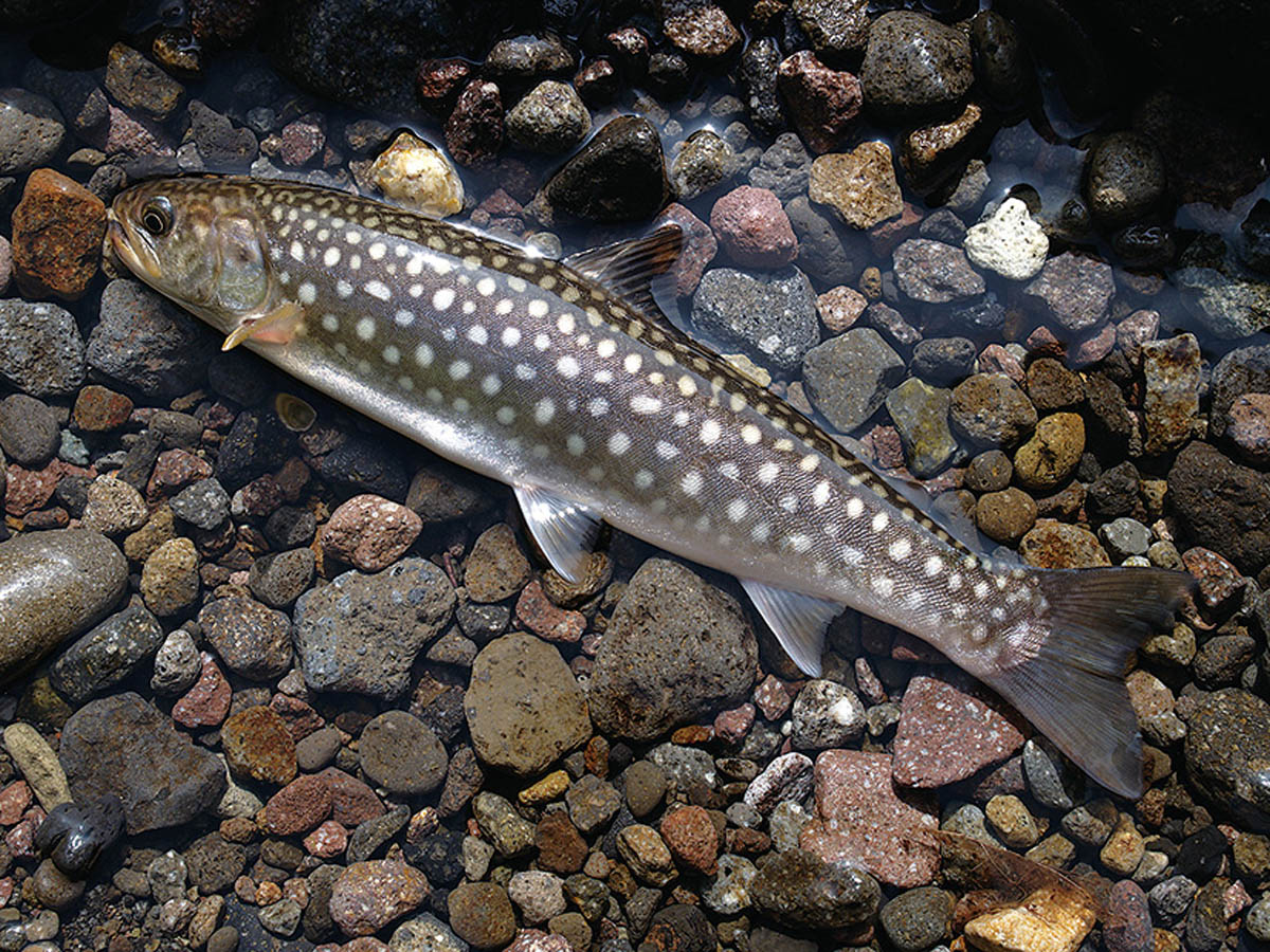 エゾイワナ（アメマス） S.Ura Photo