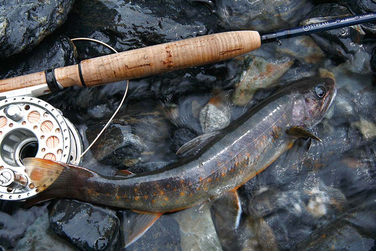 ヤマトイワナ S.Ura Photo