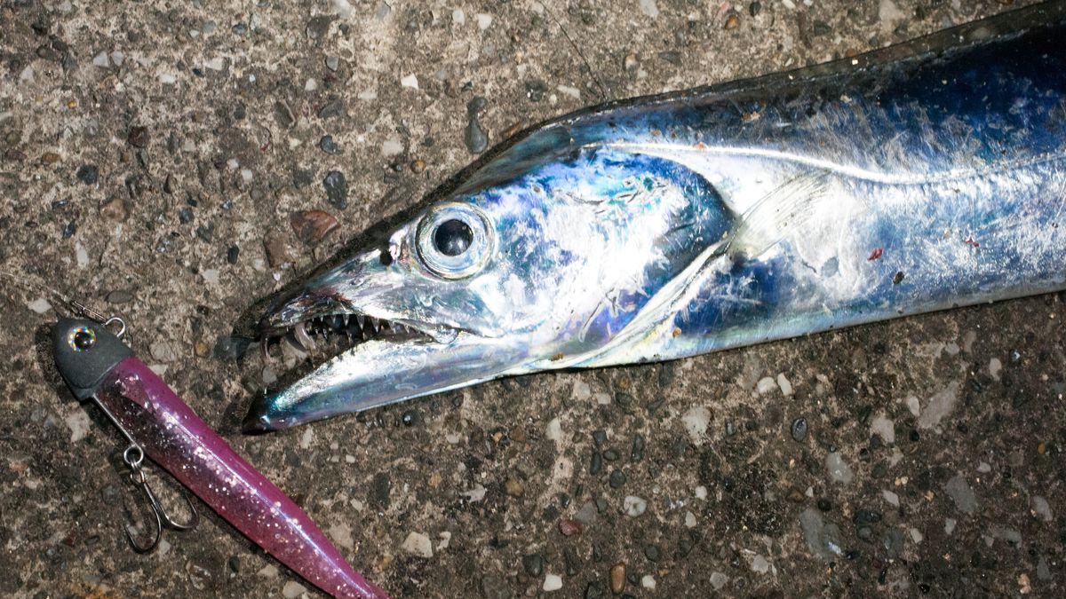 オカッパリのタチウオ釣り超基本 エサとワームのセット方法まとめ 魚種別釣りガイド