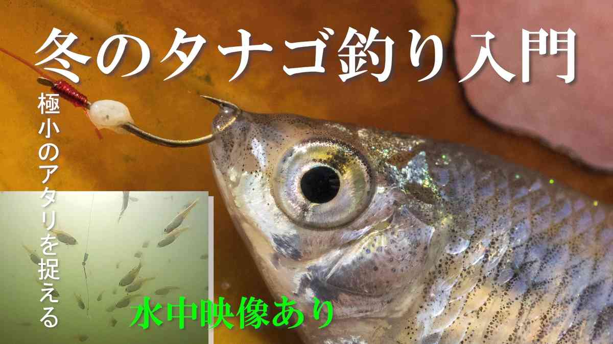 フナ タナゴ 小もの釣り 東京近郊 お花見釣り場ガイド02 全国おすすめ釣り場