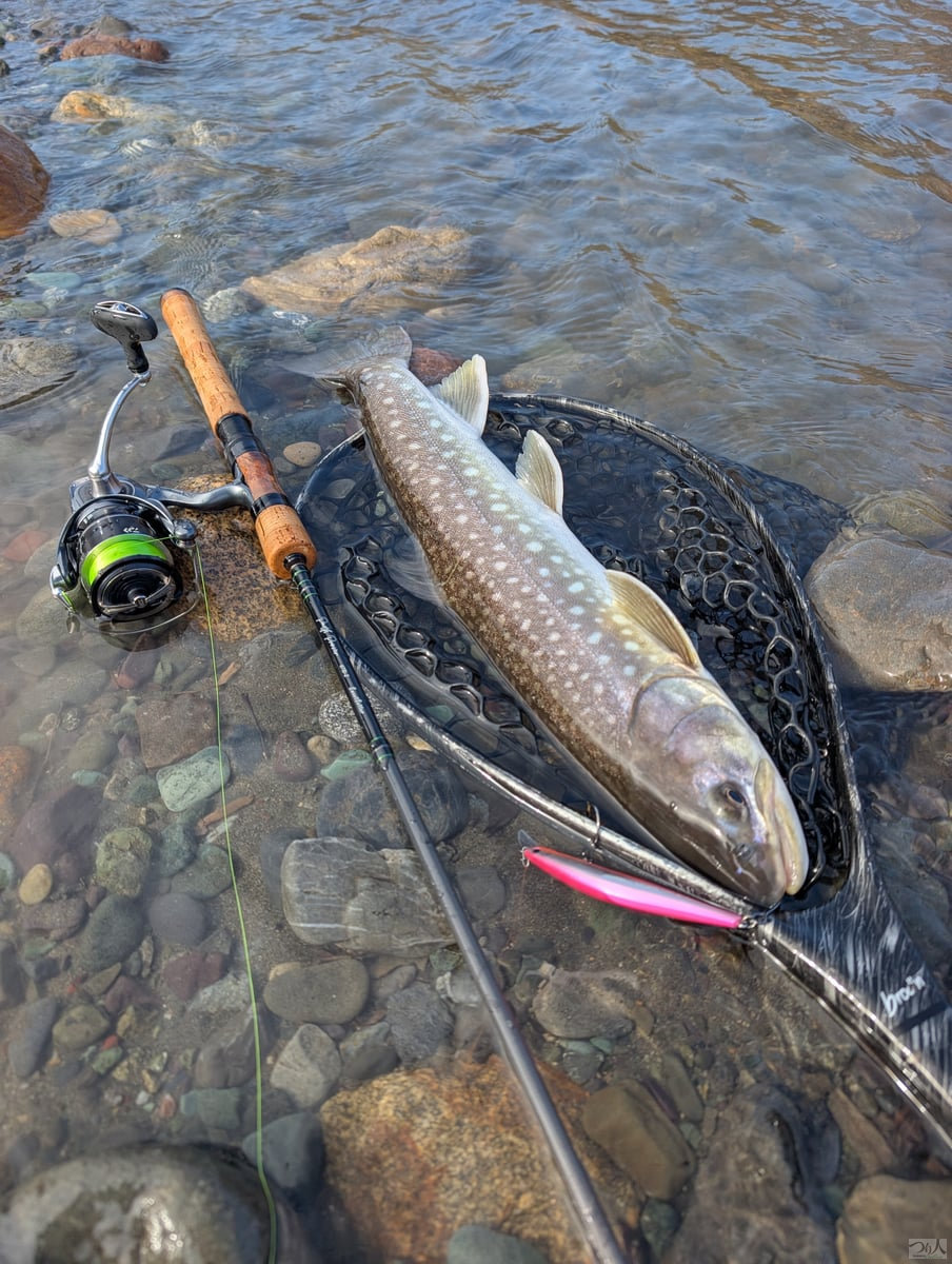 良型のアメマス