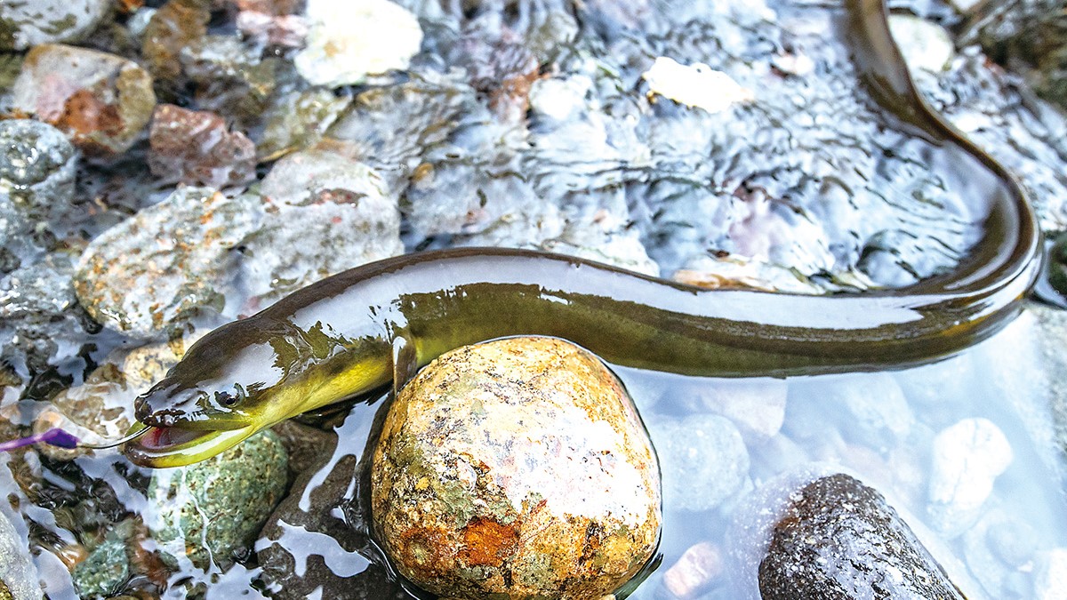 静岡県 狩野川 ウナギの穴釣りは一気に引き抜くのがキモ その1 全3回 全国おすすめ釣り場