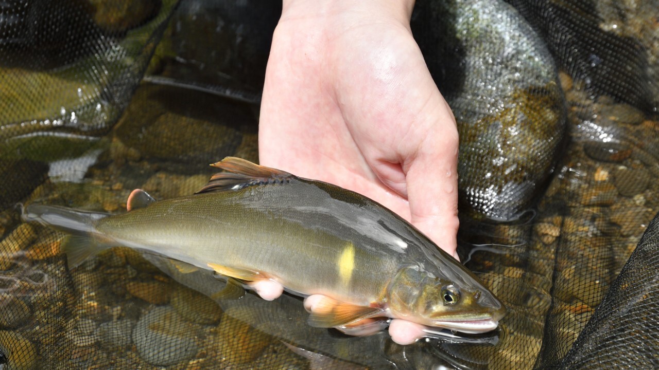 ノースアングラーズ　釣り North Angler's | 【North Angler's TV】 今年もやります