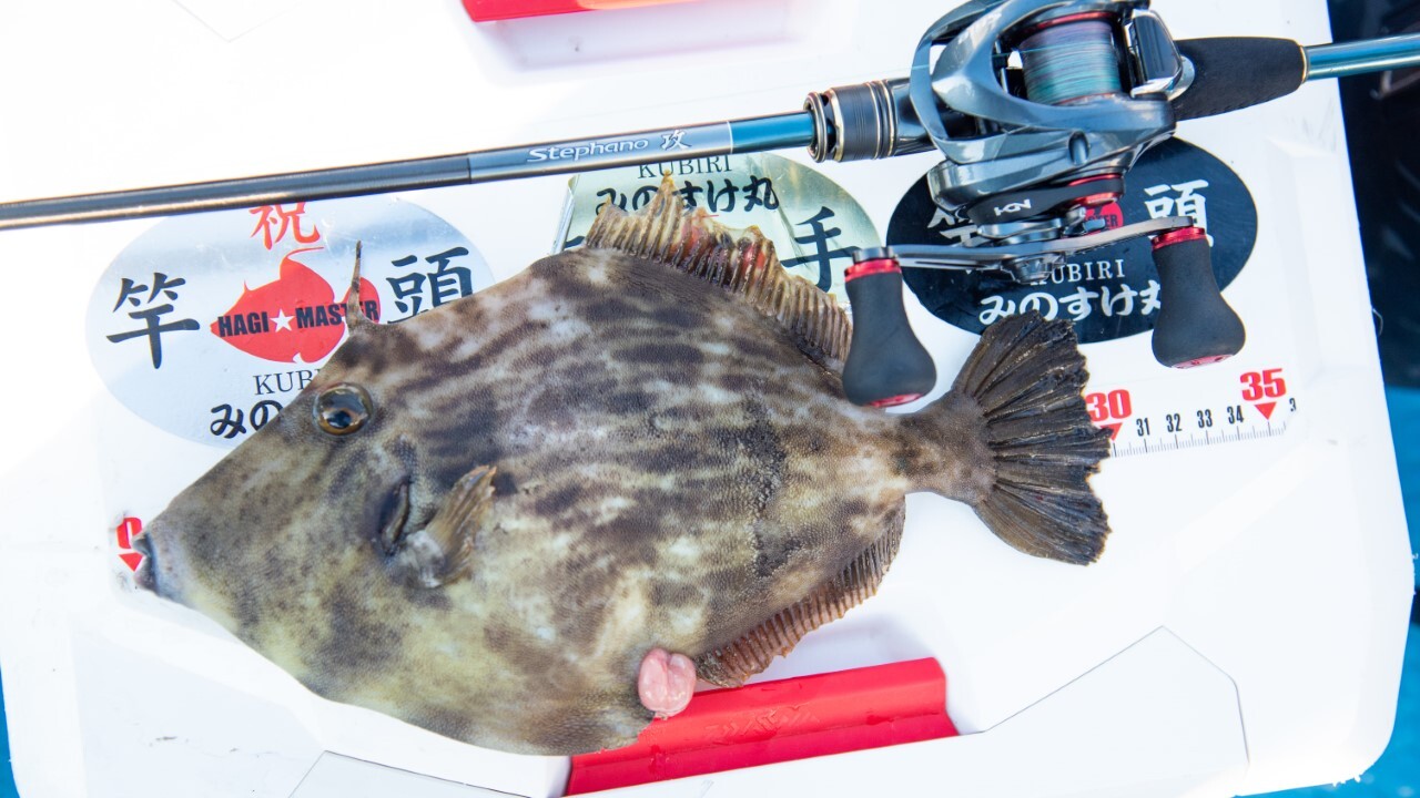 SHIMANO ステファーノ 攻 LS175 （カワハギ） ステファーノ 攻 LS175/H177SP[STEPHANO SEME] | カワハギ | 船
