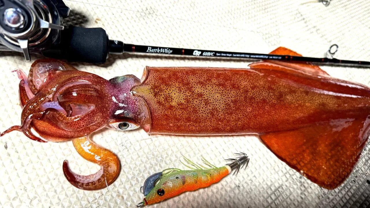 ケンサキイカ 記事一覧 | つり人オンライン