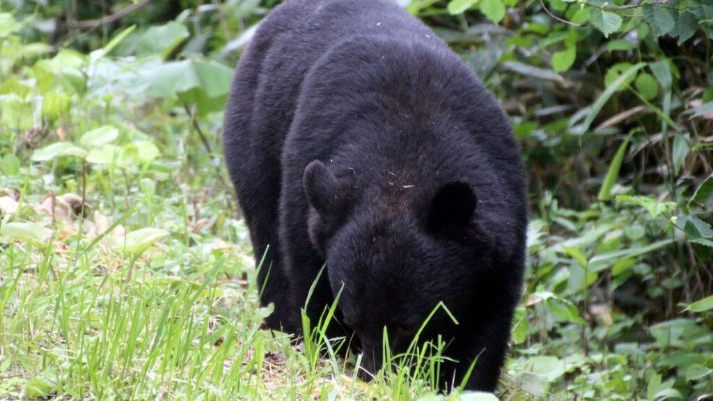 知るなら今でしょ！山での新世代ツキノワグマ対策6選【熊撃退スプレー
