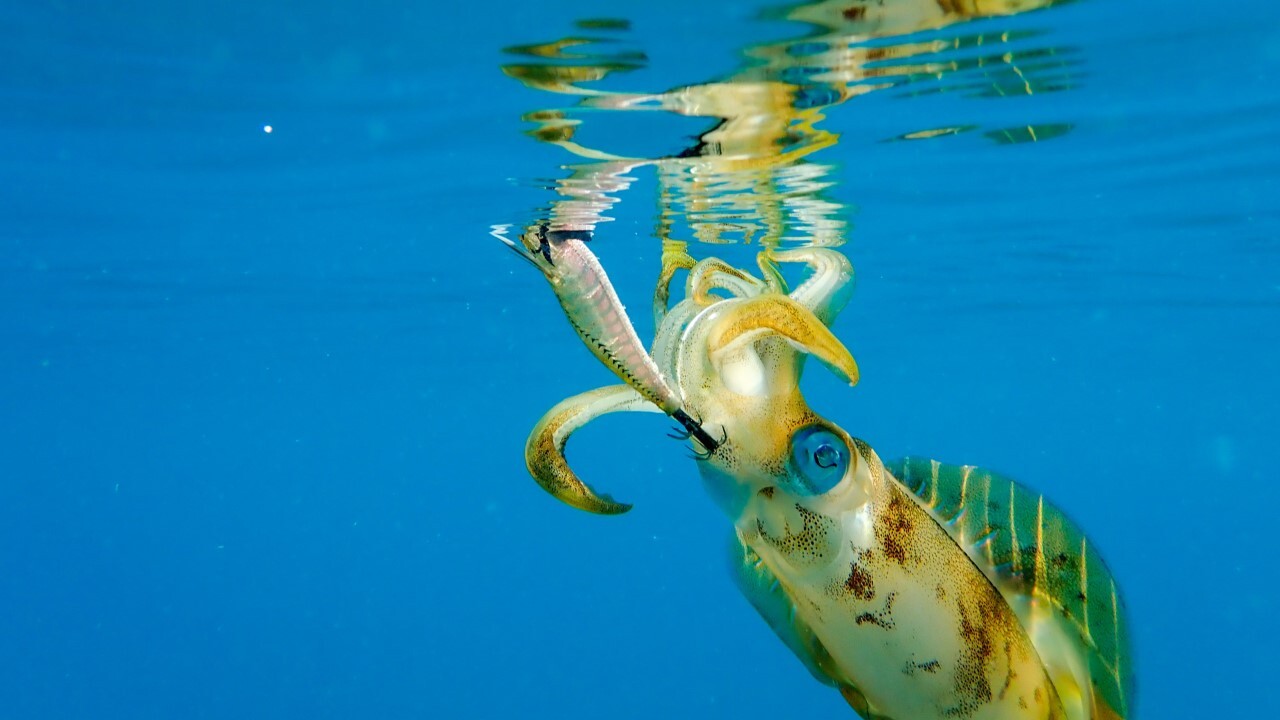 五十嵐誠のネコリグロッド「ラクゼATS05 S60ULソリッドセンサー